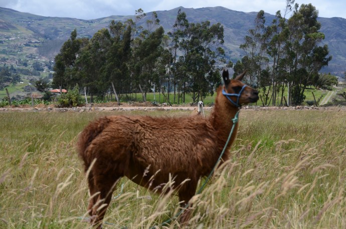 Can you find all three llamas?