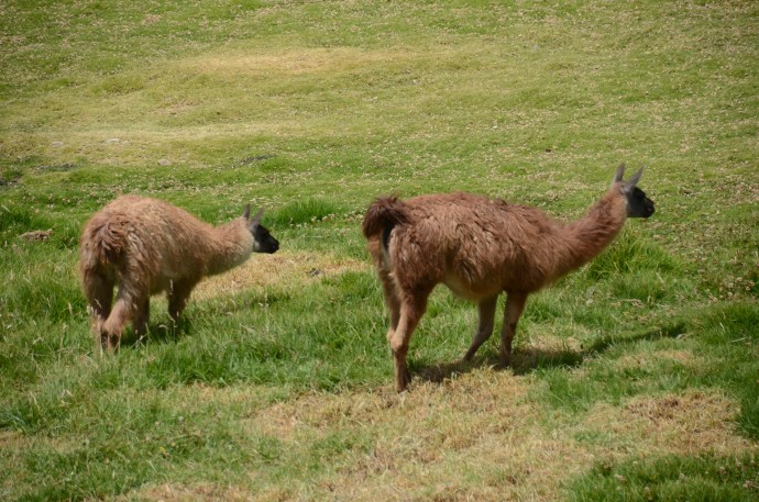 Llamas on the move
