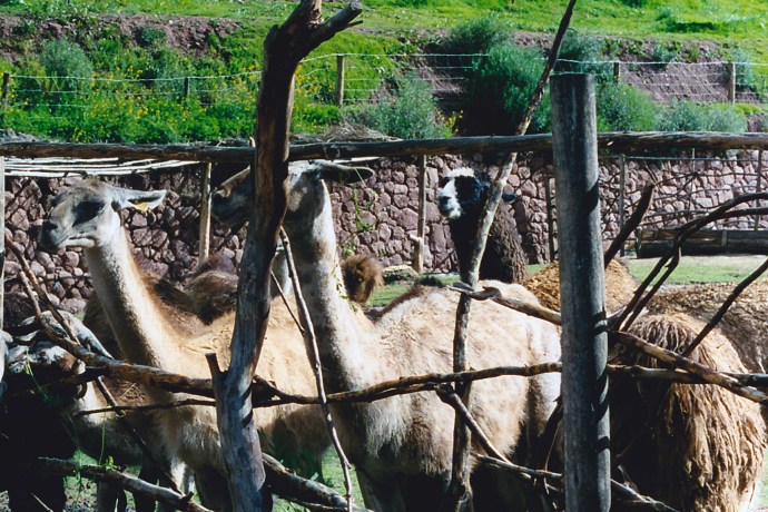 Guanacos penned in Peru in 2006