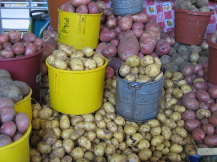 Some of the many varieties of potatoes in the market