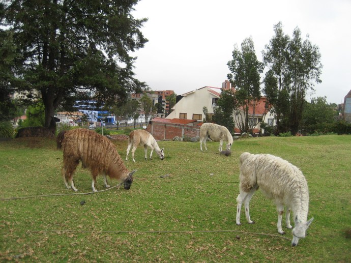 Llama at Pumapungo in the heart of Cuenca