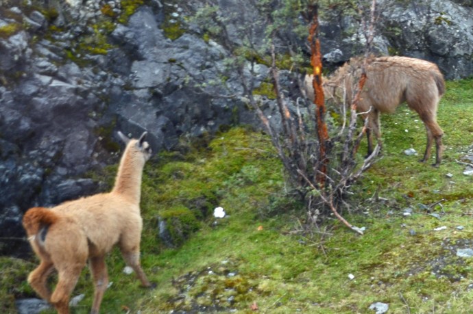 Llamas at Cajas National Park