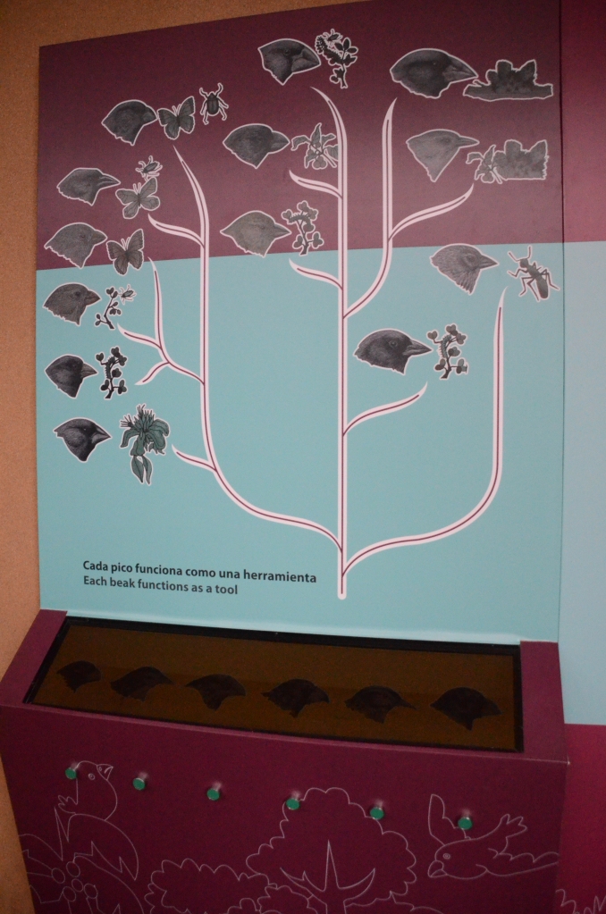 A display at the Interpretive center showing the different type of finches found on the Galapagos Islands.