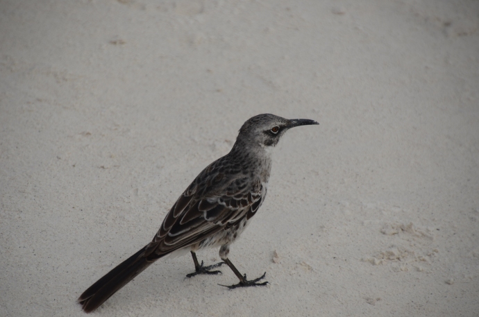 Hood mockingbird on Espanola Island