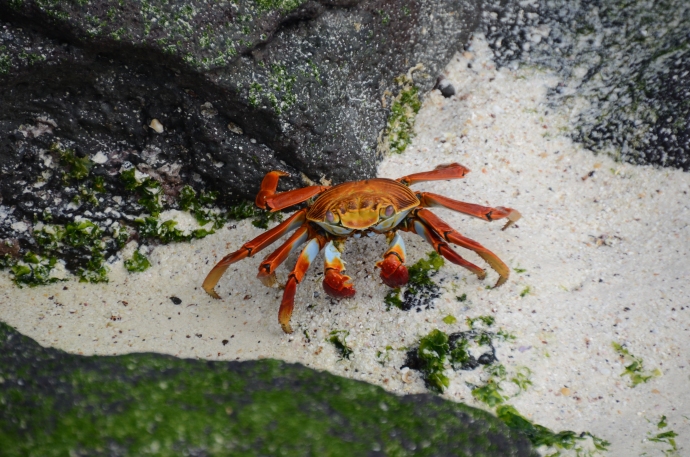 Sally Lightfoot Crab aka red rock crabs