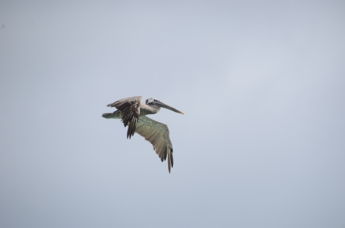 A brown pelican in flight above the Galapagos.