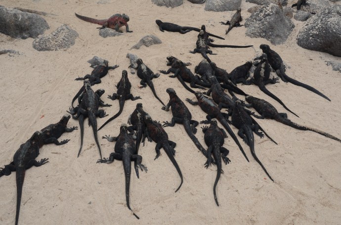 A male marine iguana (top) defends his harem (most of the other lizards) from interloping males seeking amorous encounters