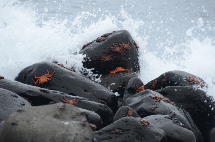 Sally Lightfoot crabs cling to the rocks as a wave crashes ashore
