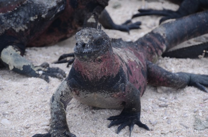 Marine iguana