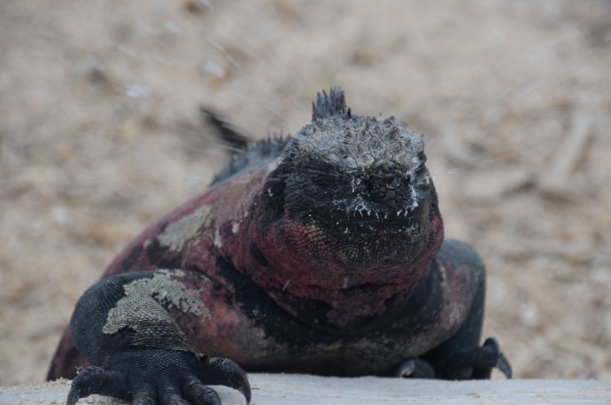 Ok, we find this one to be very cool.  When we look at it on the big monitor, we can see that this marine iguana has just expelled the sea water from his nose.  The water is radiating away from the lizard's head.