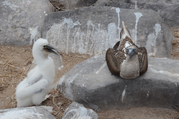 A female blue footed booby (right) watches over her immature youngster (left)
