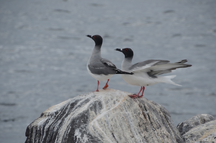 Swallow-tailed gulls on Espanola Island