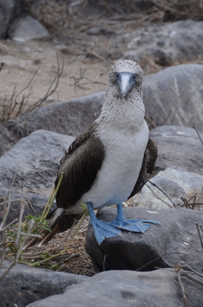 A well posed blue footed booby, one of the main things we wanted to see on our trip