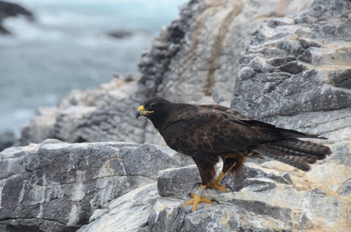A mature Galapagos hawk