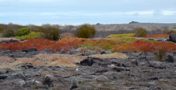 The colorful plant life on the top of Española Island