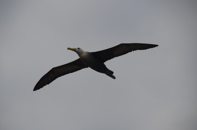 Albatross! Albatross!