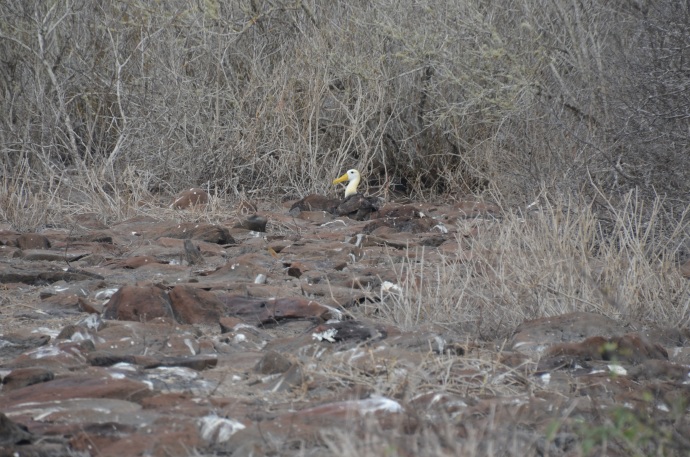 A waved albatross tends to her egg. There isn't really a nest; the albatross turns the egg by rolling it along the ground, ending about 250 feet from where it started. 