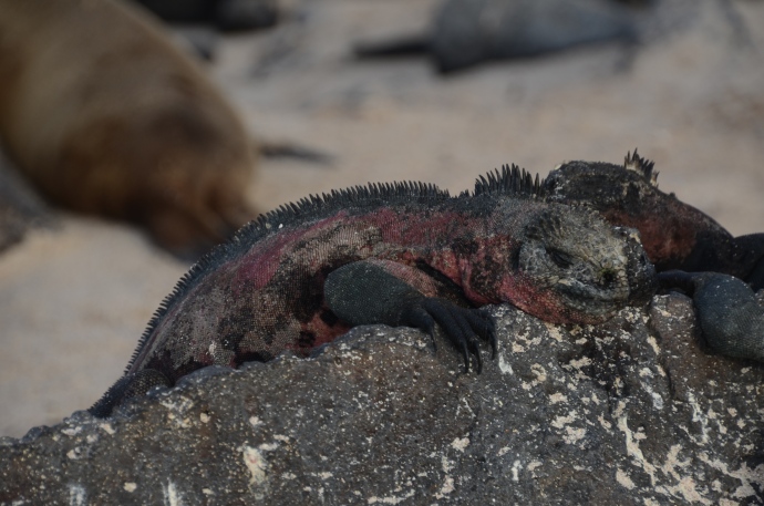 Marine iguana, soaking up the late day warmth from a rock