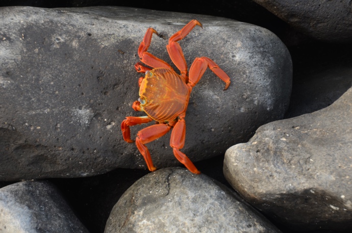 Another Sally Lightfoot Crab