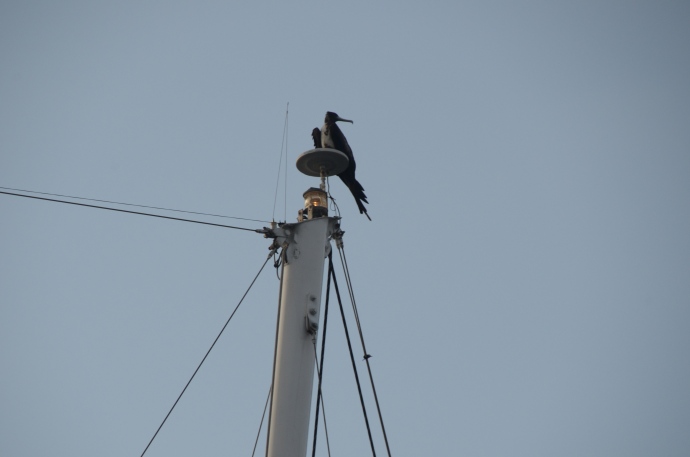 A frigate bird perches on the mast of a ship anchored near ours.