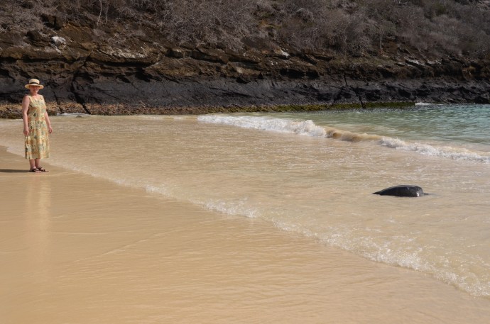 The exhausted Galapagos green sea turtle (on the right) rests before returning to see.  The green Galapagos she fan on the left isn't nearly so tired.