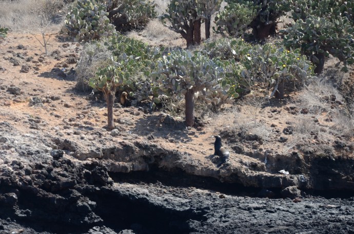 Prickly pear cacti in the wild with the seal of approval