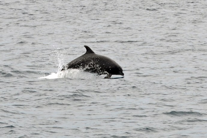 A dolphin jumps near the port side of our boat