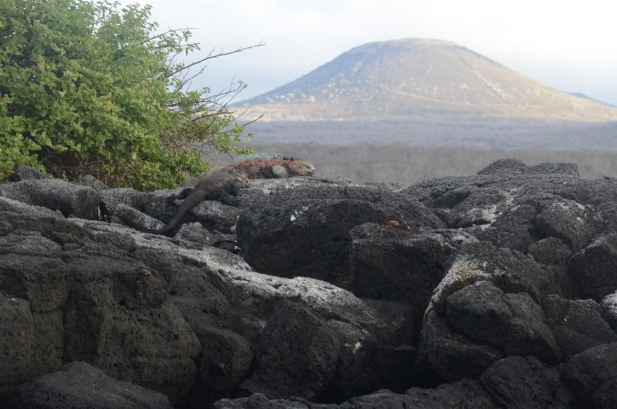 Marine iguana on a islet near Floreana Island