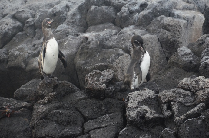 Galapagos penguins planning their next move