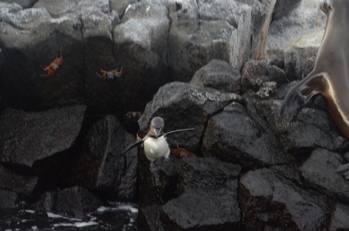 A Galapagos penguin in mid-air, making a less than graceful plunge into the ocean