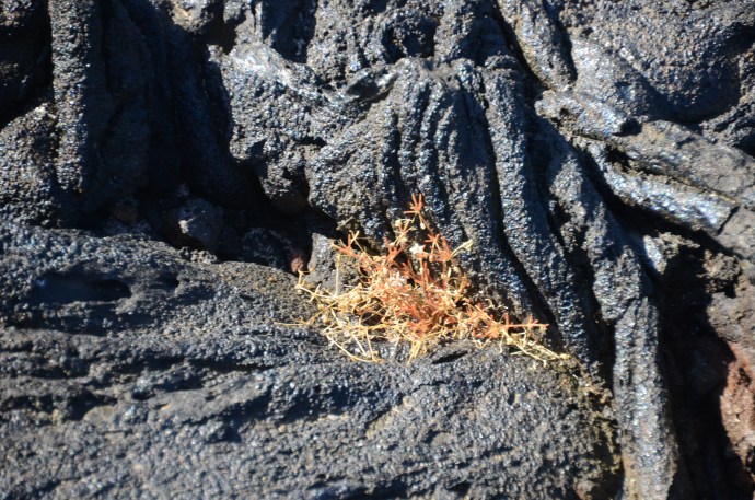 This grass starts working into the lava, giving a toe-hold for lava cactus growth