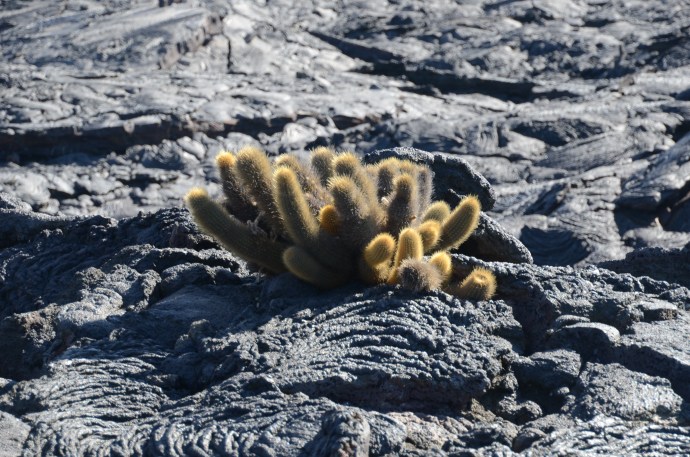 Lava cactus growing in the lava field. It is probably about 4 inches tall and 6 to 7 inches wide.