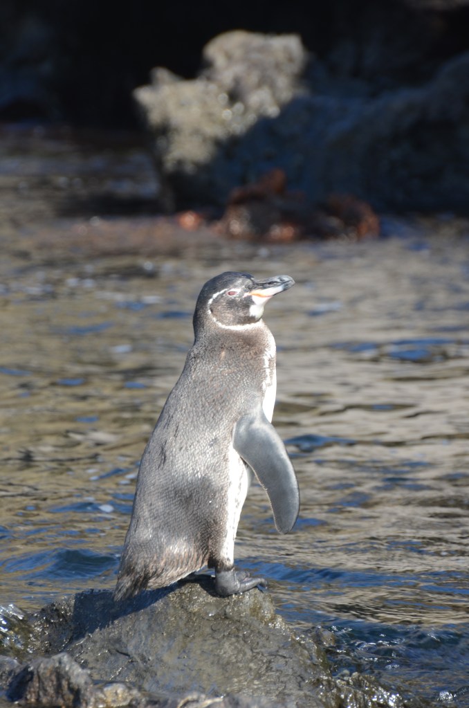 Galapagos penguin