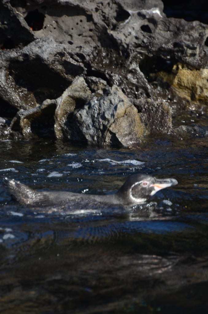 A swimming Galapagos penguin.  Because we are talking about things in the ocean, it make sense to show one in the water