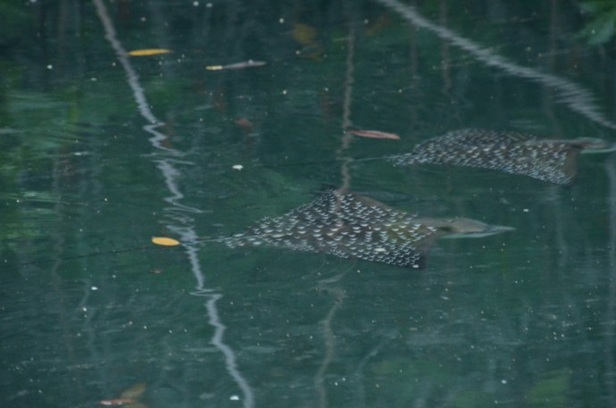 Spotted eagle rays in a mangrove swamp