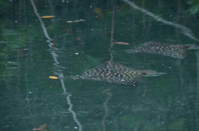 Spotted eagle rays in a mangrove swamp