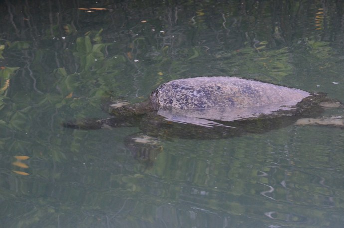 Here the female is completely submerged with the male on top