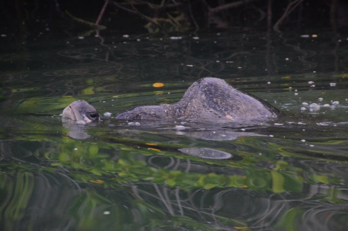 Here the aggressive male is on top, while the female sea turtle pokes her head through the surface for air