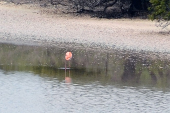 A pink flamingo.  This photo was cropped from a much larger one.  For some, this bird never lifted its head.  Perhaps it was ashamed that it was the only one there and its friends were partying on another island.